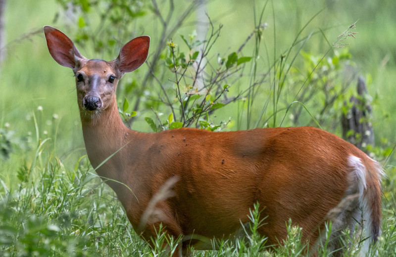 Deer at Taboo Muskoka.