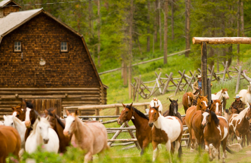 Horses at 320 Guest Ranch.