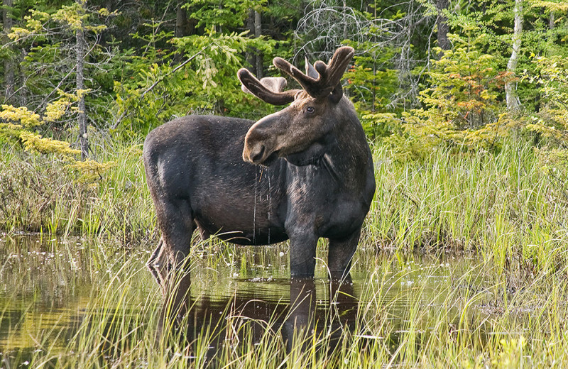 Moose at Killarney Lodge in Algonquin Park.