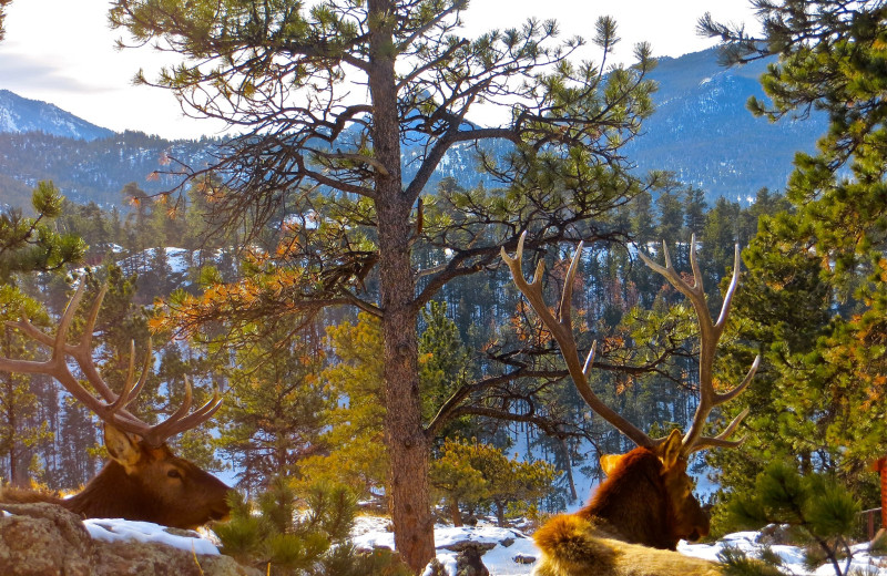 Elk at Riverwood On Fall River.