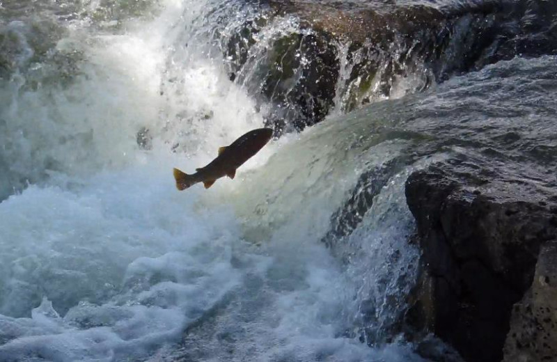 Lehardy Rapids at Rainbow Valley Lodge 