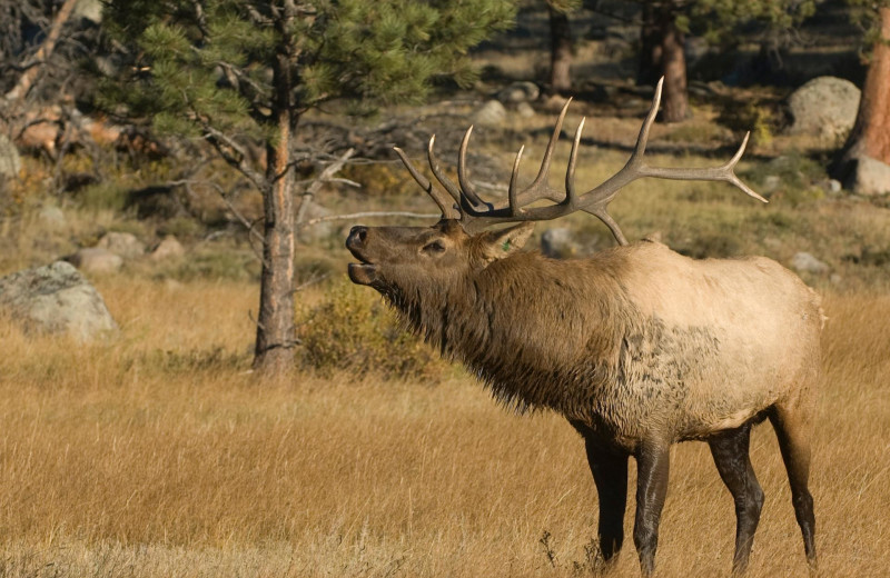 Elk at Valhalla Resort & Vacation.