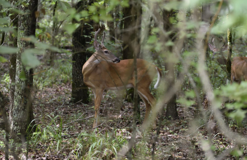 Deer at White Glove Luxury Cabins.