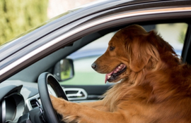 We can pick up your beloved pet from your home or veterinary hospital 24/7, and bring them to our facility where they will be treated with care and respect