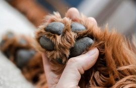 Our trained veterinarians ensure a peaceful, pain-free farewell in a calm, familiar setting—often at home—bringing comfort to both pets and their families
