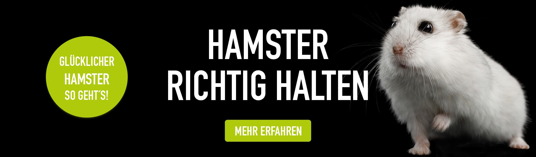 Weißer Zwerghamster auf schwarzem Hintergrund mit weißer Schrift, darunter grüner Button "mehr erfahren" in weißer Schrift.