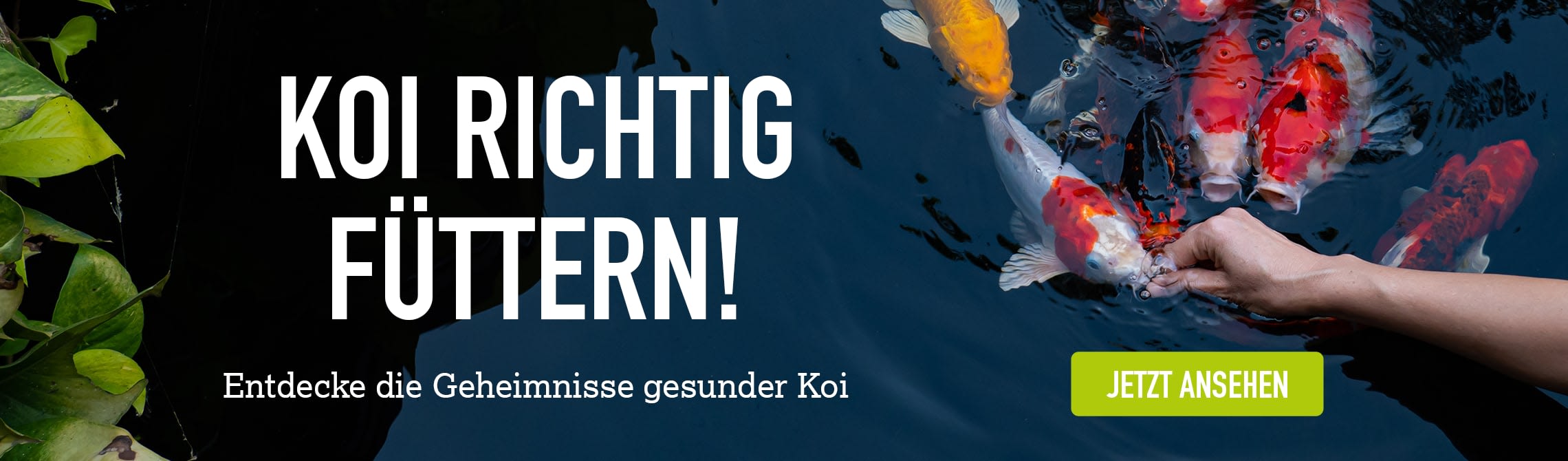 Eine Gruppe Koi frisst direkt aus einer Hand, weiße Schrift "Koi richtig füttern", grüner Button " jetzt ansehen"