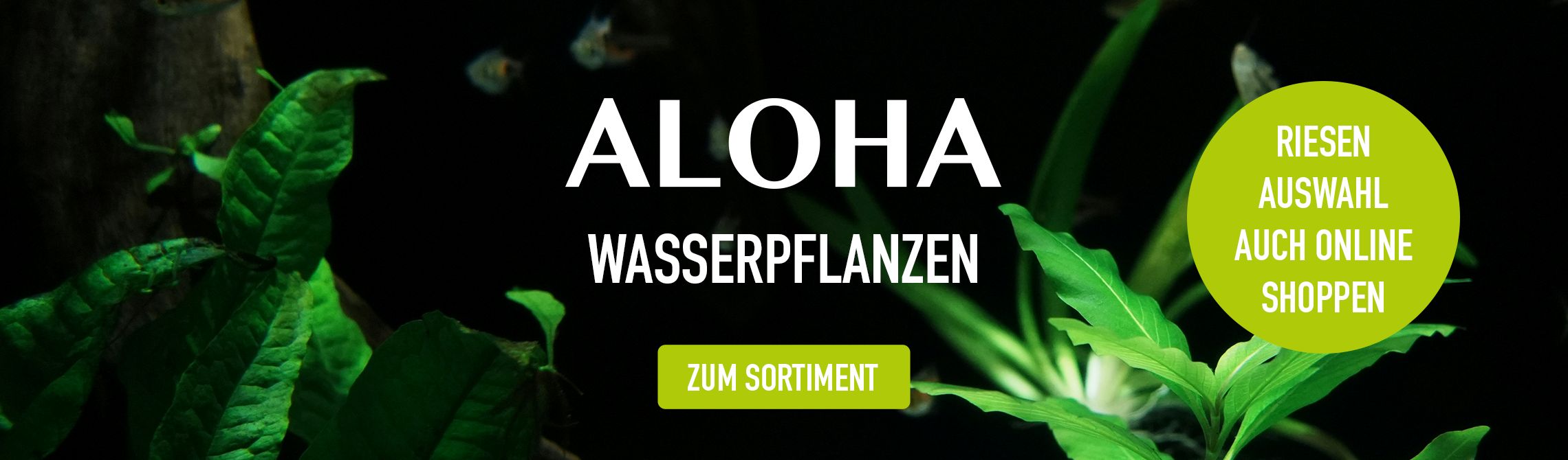 Aloha Wasserpflanzen jetzt auch online bestellbar!