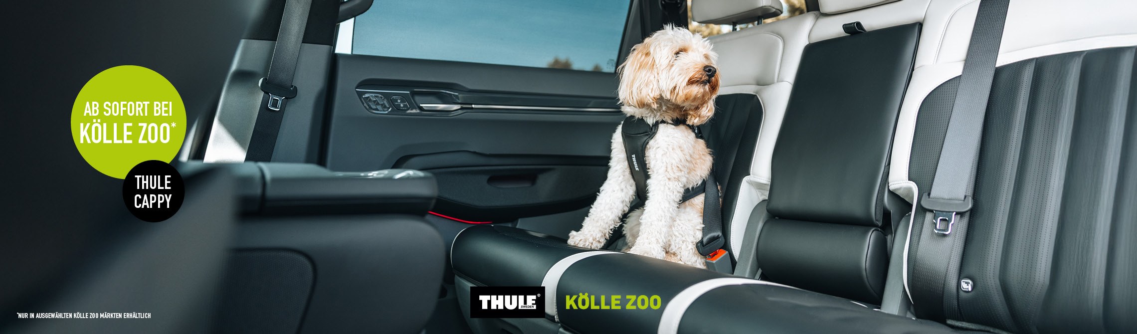 Hund im Auto angeschnallt mit Thule Cappy Geschirr