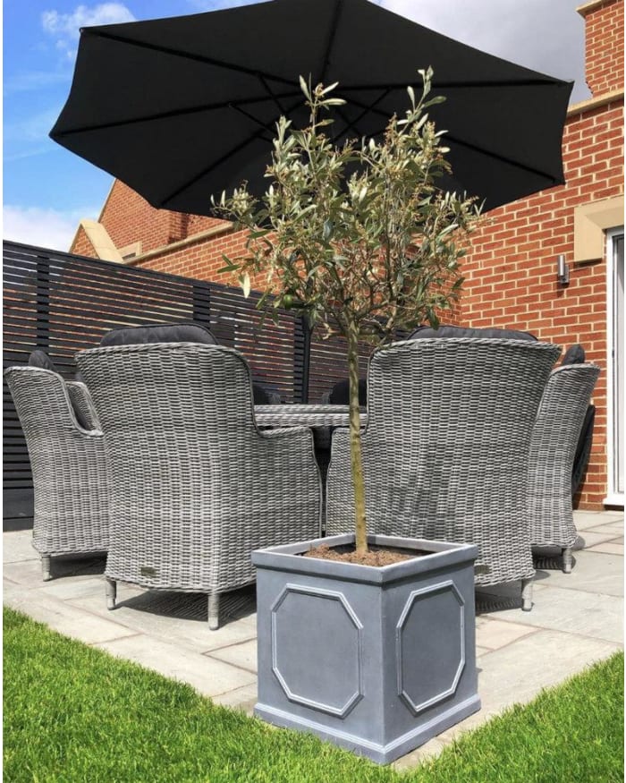 a patio with a tree and a umbrella