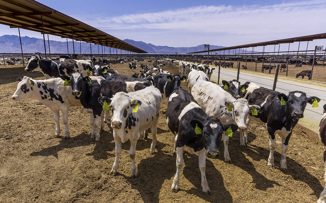 Local and Delicious Dairy - Nevada Dairy Farmers