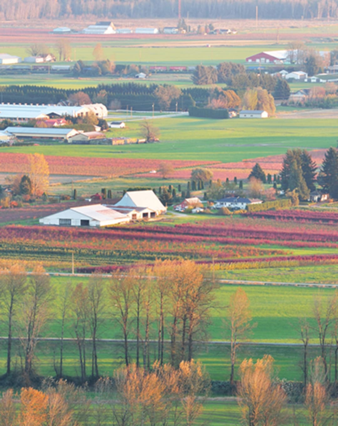 Fraser Valley Condos Snapped Up Faster Than Listed thumbnail