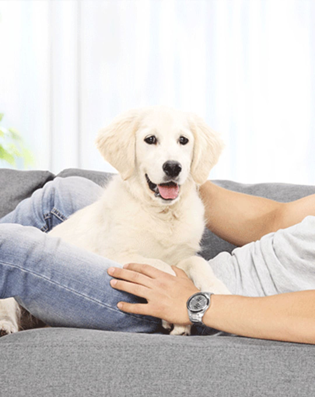Strata Living: What You Need to Know About Age and Pet Restriction Bylaws thumbnail