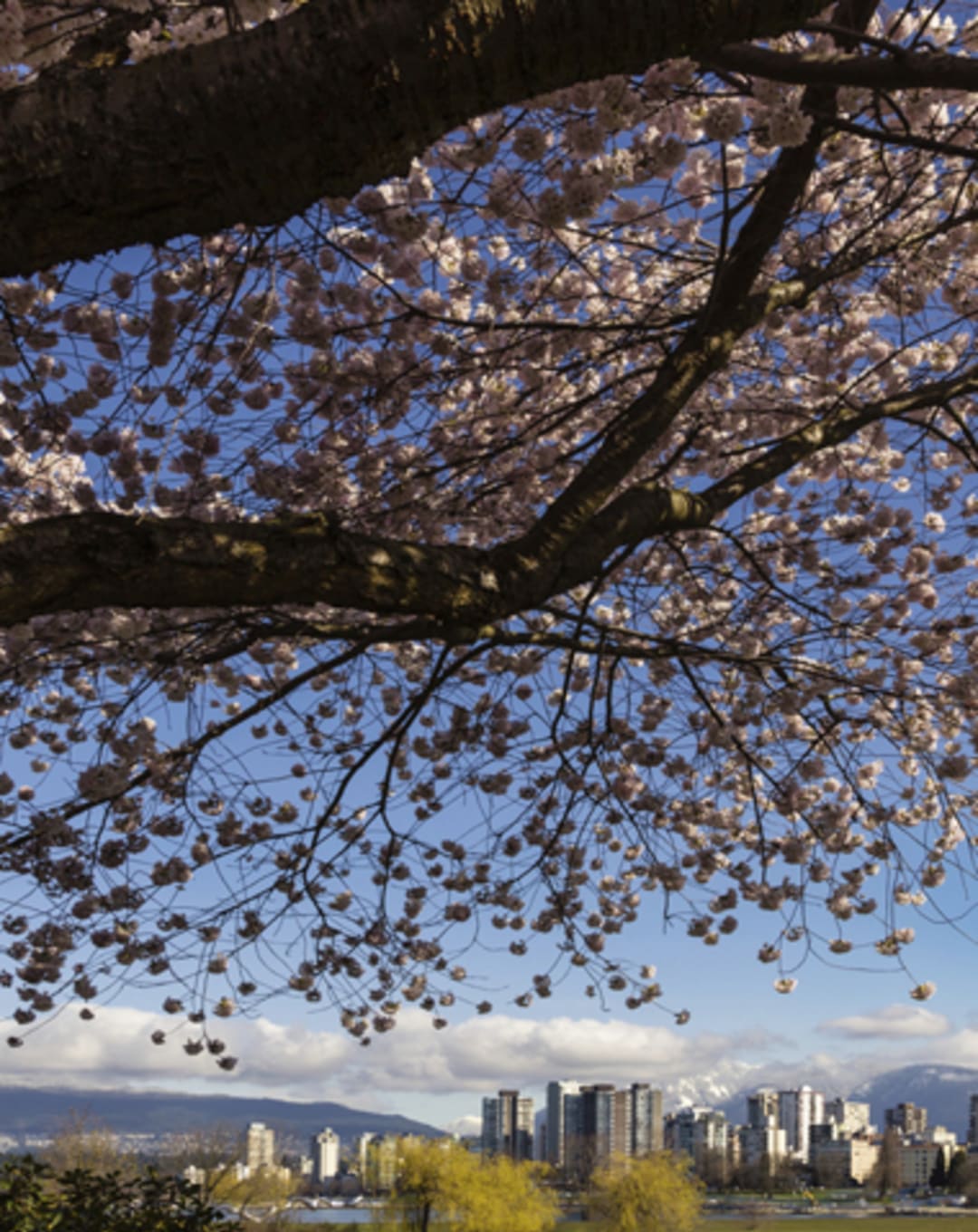 Spring Hits Early with Vancouver Home Sales Up 21% in February: REBGV thumbnail