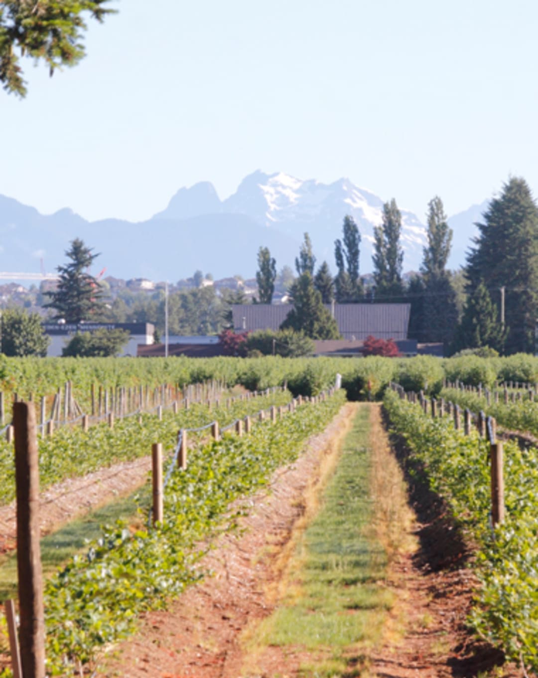 Home Sales in the Fraser Valley Fall but Demand Stays Strong: FVREB thumbnail