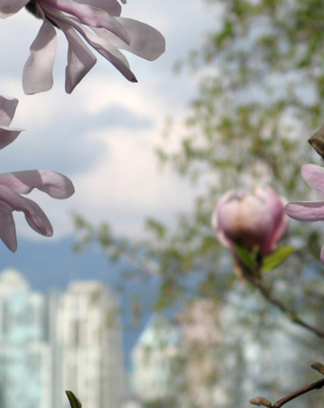 Spring Fever in Vancouver Market with Home Sales Up 53.7%: REBGV thumbnail