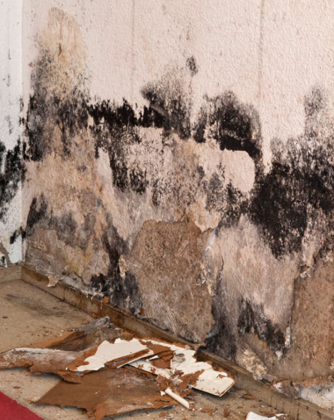Mold in a Crawlspace and How to Deal With It thumbnail