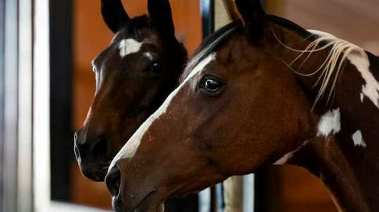 Two horses, one in sharp focus with a white blaze on its face, are looking out from their stalls in a stable.