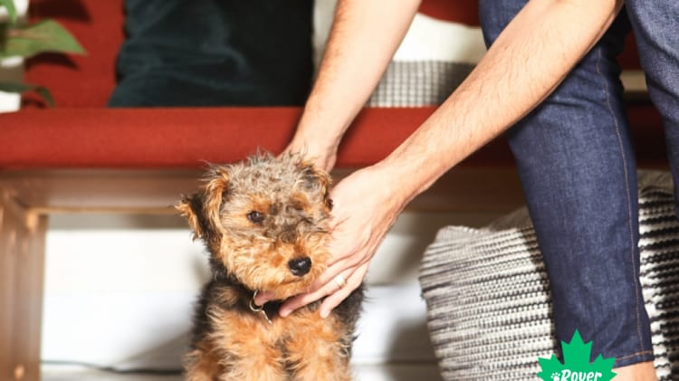 How can you make moving with dogs stress free? image