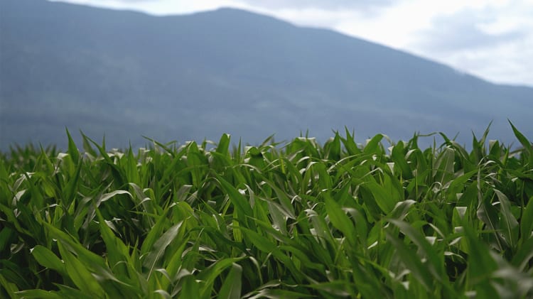 Chilliwack: A Lot More Than Corn. image