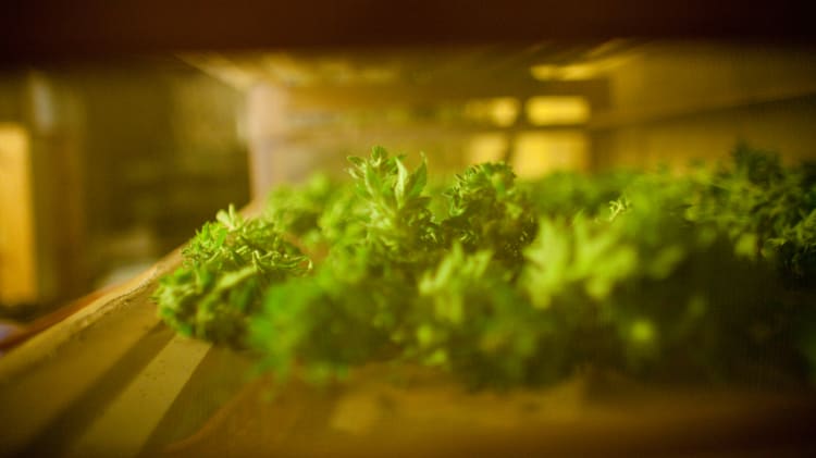 Sellers’ Series: Selling a Stigma – How to List a Former Grow-op image