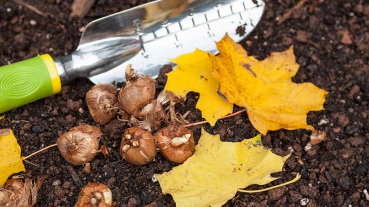 Get Planning and Planting for your Gorgeous Spring Garden thumbnail