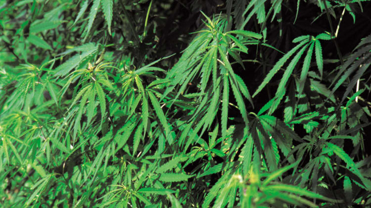 When You Buy a House, How Do You Know It's Not a Former Grow Op? image