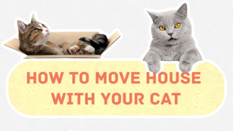 Infographic: How to Move House – With Your Cat image