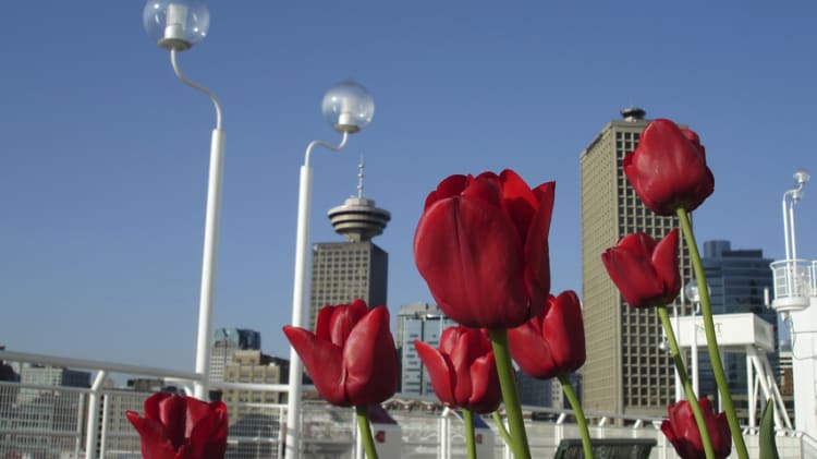 Hottest April in a Decade for Home Sales in BC: BCREA image