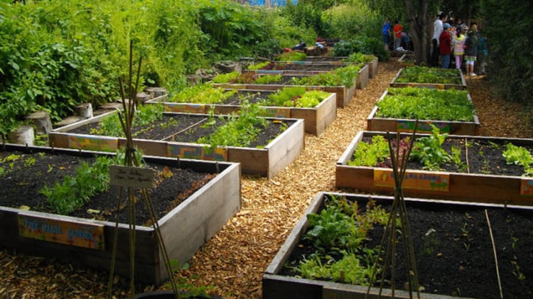 Beat the Rising Cost of Produce with our Spring Vegetable Gardening Tips thumbnail