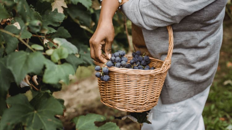 Some of the Best Wineries in Kelowna That You Will Want to Visit image