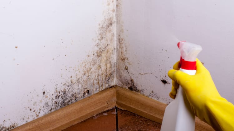 Household Mold: Five Key Problems and Their Solutions thumbnail