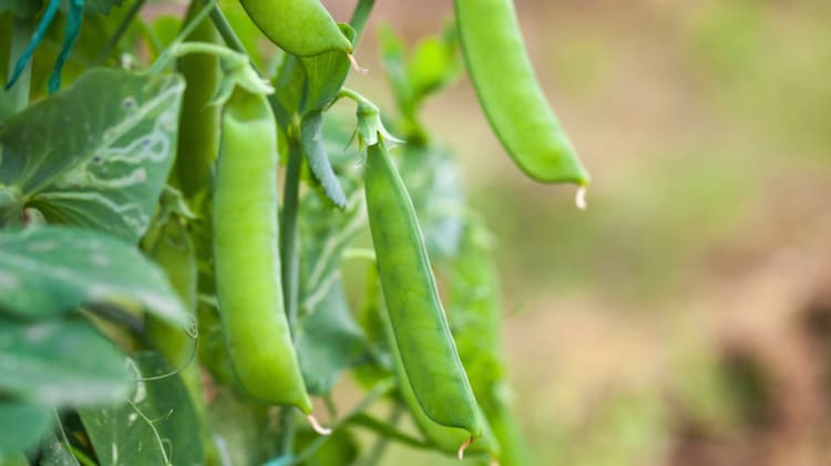 Three Things to Plant in Your Garden This Weekend image