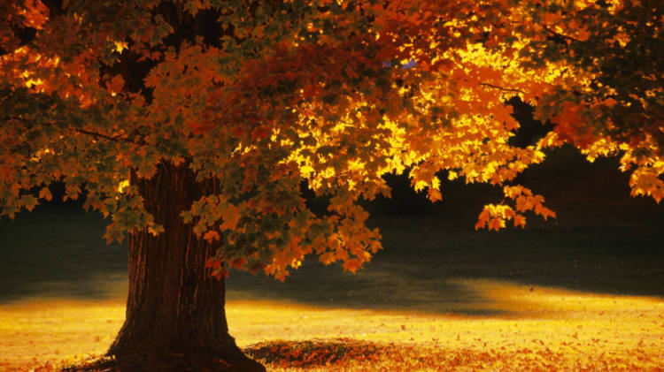 Red, Gold and Green: Autumn in the Lower Mainland image
