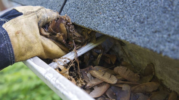 Spring Housekeeping for Homeowners image
