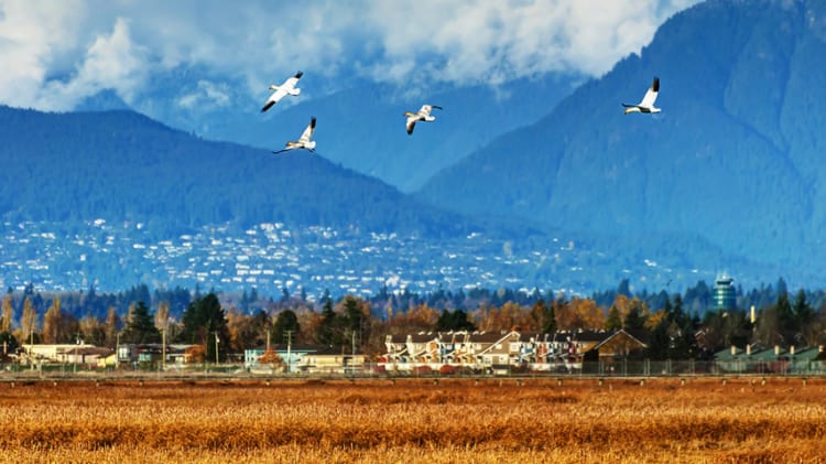 BC Home Sales Up Nearly 20% Despite Low Inventory image
