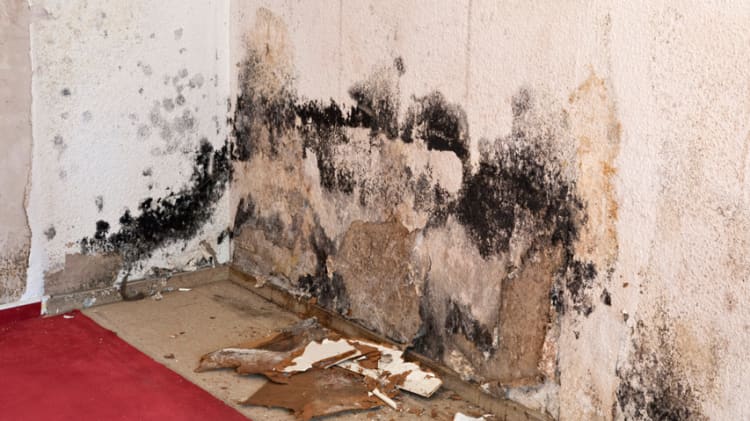 Mold in a Crawlspace and How to Deal With It thumbnail