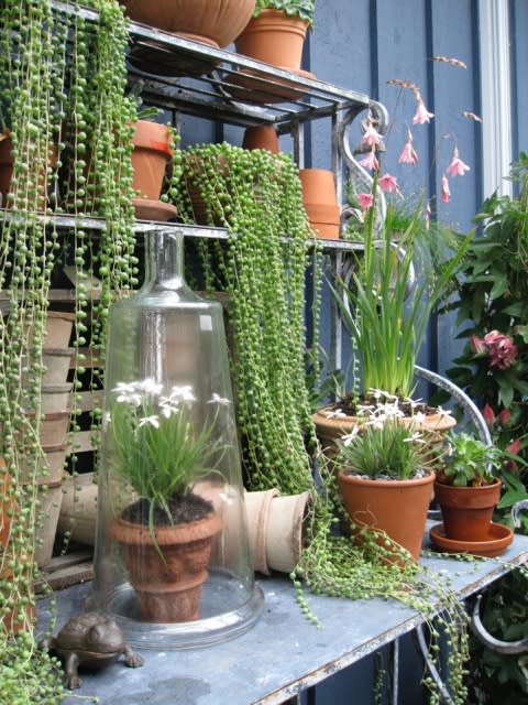 Easy garden makeover for home resale - shelving with succulents
