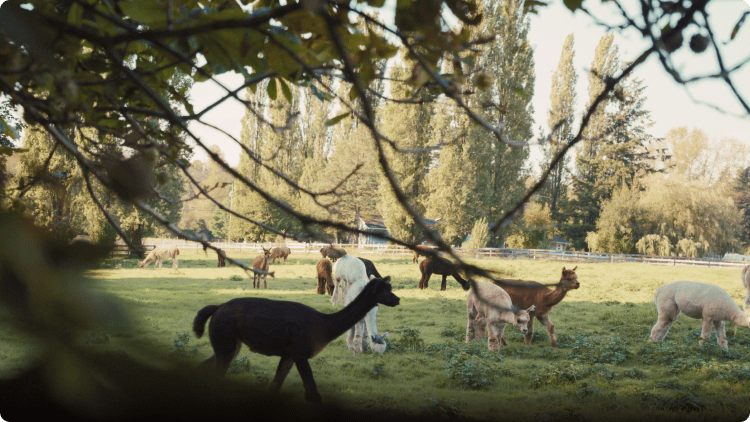 Living in Langley Township lets you easily escape to destinations like Kensington Prairie Farm.