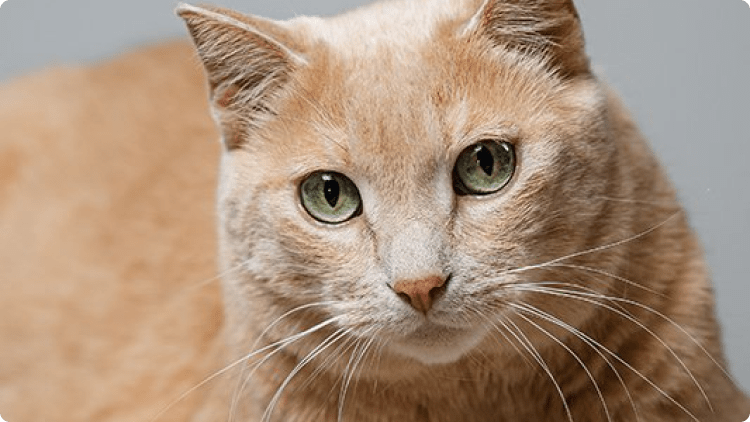 Noodle the cat is Burke by Burke’s Chief Keyboard Officer.