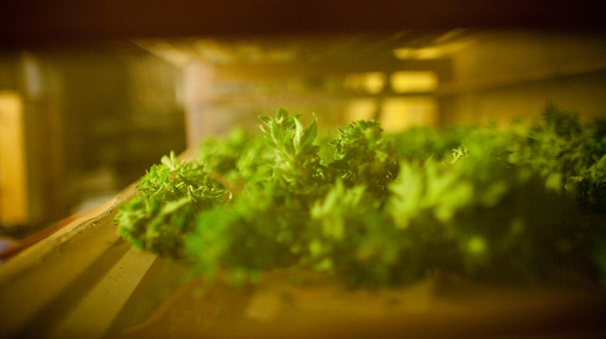 Sellers’ Series: Selling a Stigma – How to List a Former Grow-op hero image