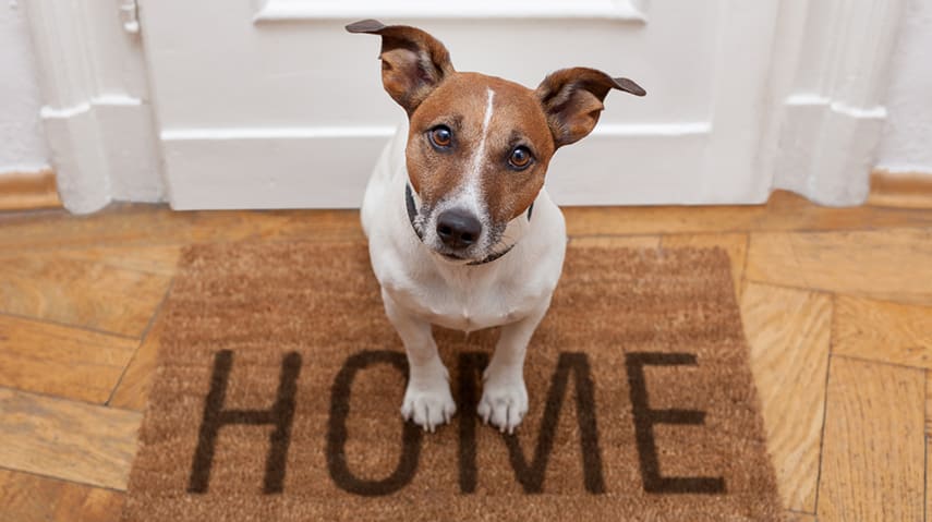 How to Sell a Home When You Have Pets hero image