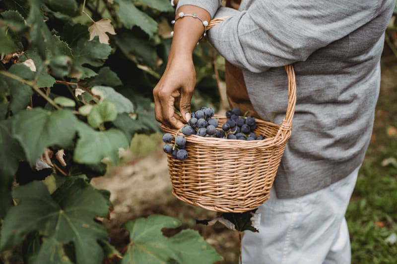 The Best Time for Fruit Picking in Kelowna hero image