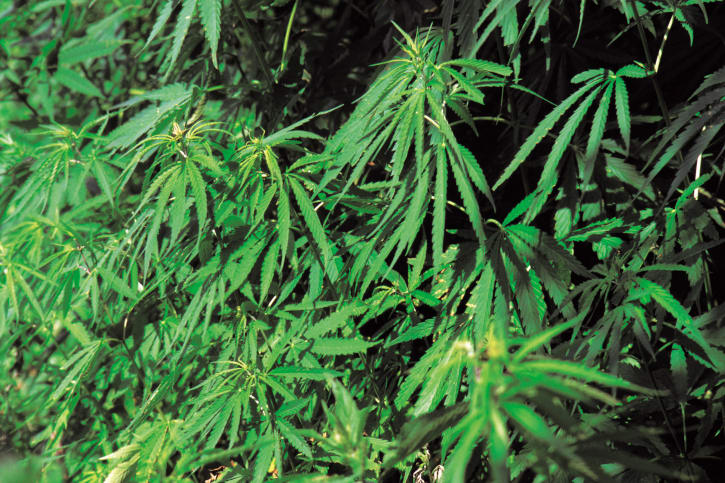 When You Buy a House, How Do You Know It's Not a Former Grow Op? hero image