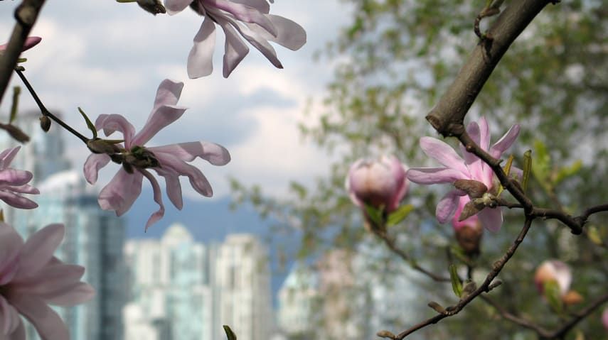 Spring Fever in Vancouver Market with Home Sales Up 53.7%: REBGV hero image