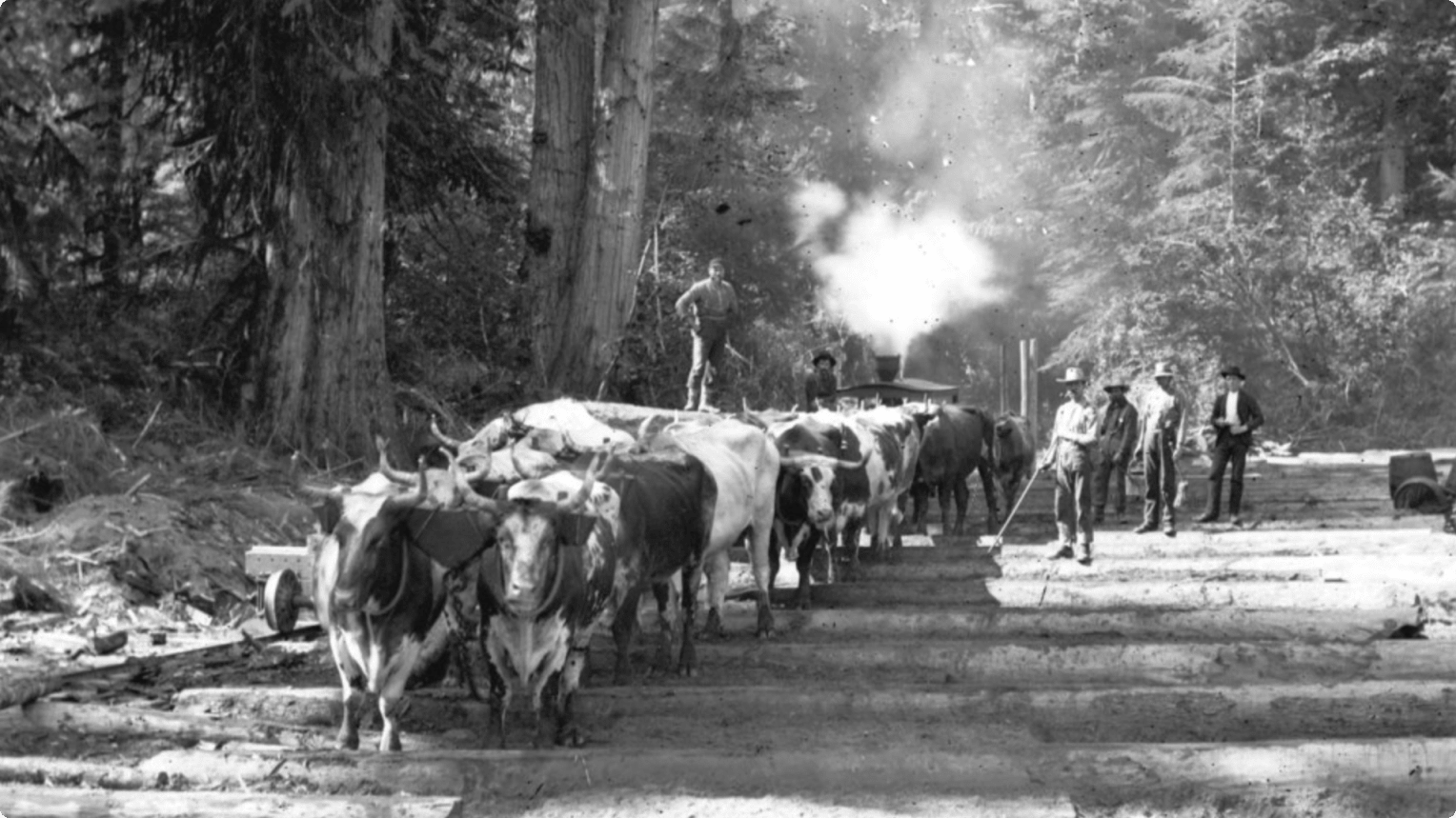 Before it was a neighbourhood, Kitsilano was logged extensively using teams of oxen to haul the logs.