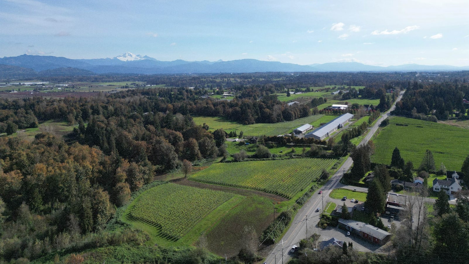 Abbotsford - Dirty fingers.