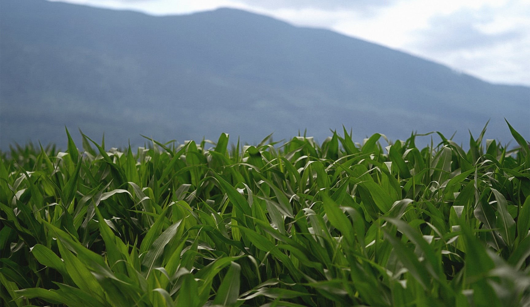 Chilliwack: A Lot More Than Corn. hero image