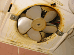 Home inspection nightmare--dead rodents