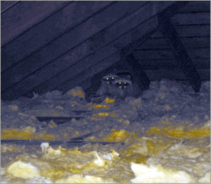 Home inspector nightmare--raccoons in attic